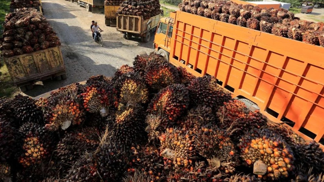 Harga Minyak Sawit Tertekan, Apa Dampak dan Proyeksi Terbarunya?