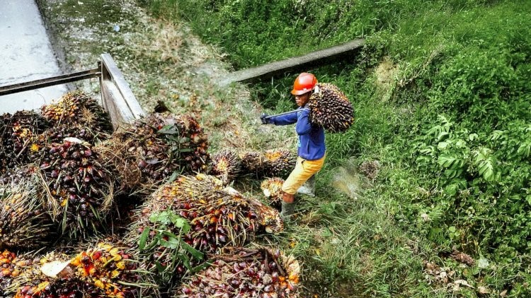 Harga TBS Kelapa Sawit Mitra Plasma Riau Periode hingga 24 Februari 2026