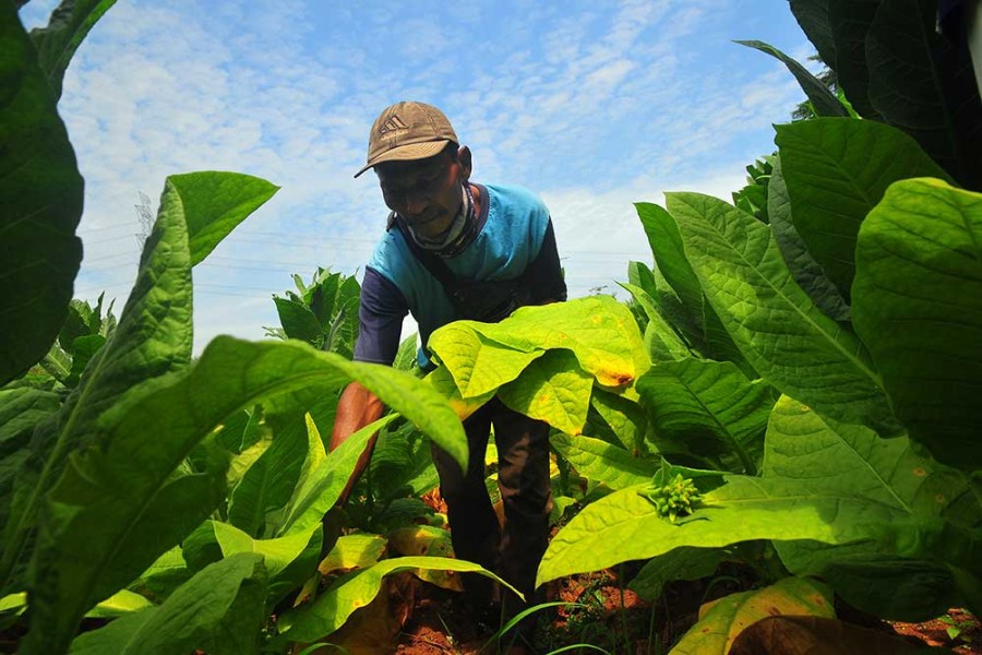 Petani Kudus Kembangkan Varietas Tembakau Srumpung