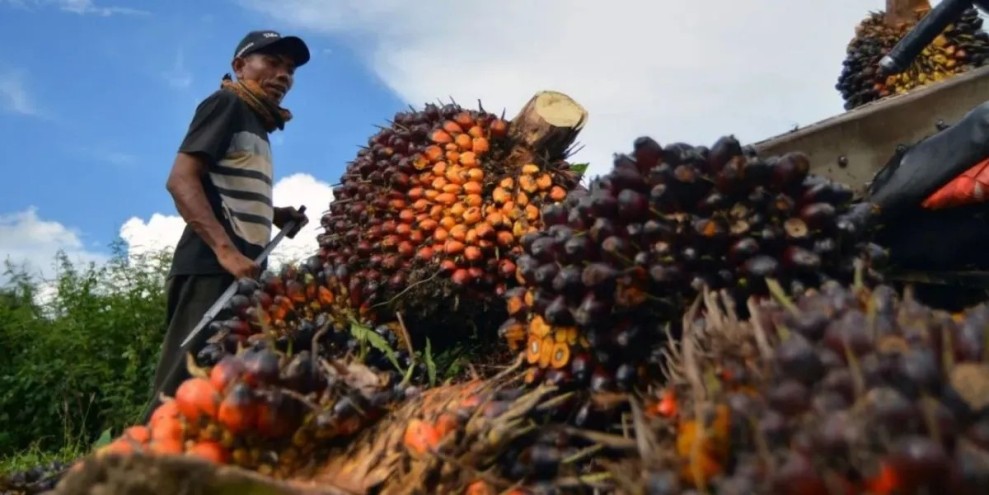 Update Harga TBS Sawit di Bangka Belitung Kini Capai Level Optimal