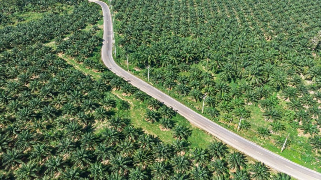 Pemerintah Siapkan Rp9,95 Triliun untuk Hilirisasi Perkebunan Nasional