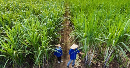 Sinergi Pemerintah dan Petani: Anggaran Puluhan Triliun Disiapkan untuk Serap Hasil Panen 2026