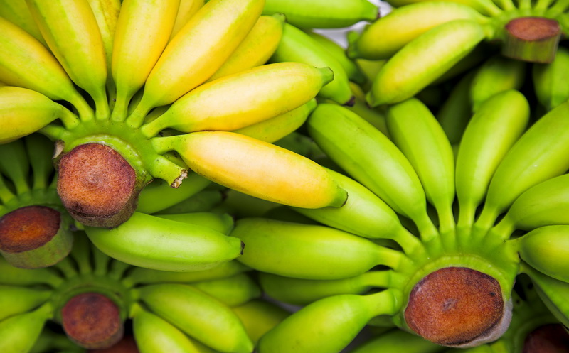 Pisang Hijau dan Kuning, Pilihan Tepat untuk Kesehatan