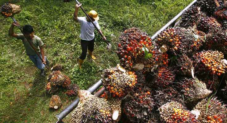Harga Kelapa Sawit Mitra Plasma Riau Periode Oktober 2025 Turun