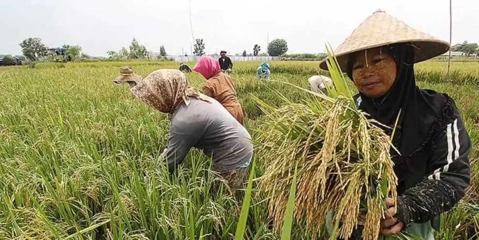 Kementan Perkuat Asuransi Usaha Tani Padi Lindungi Petani