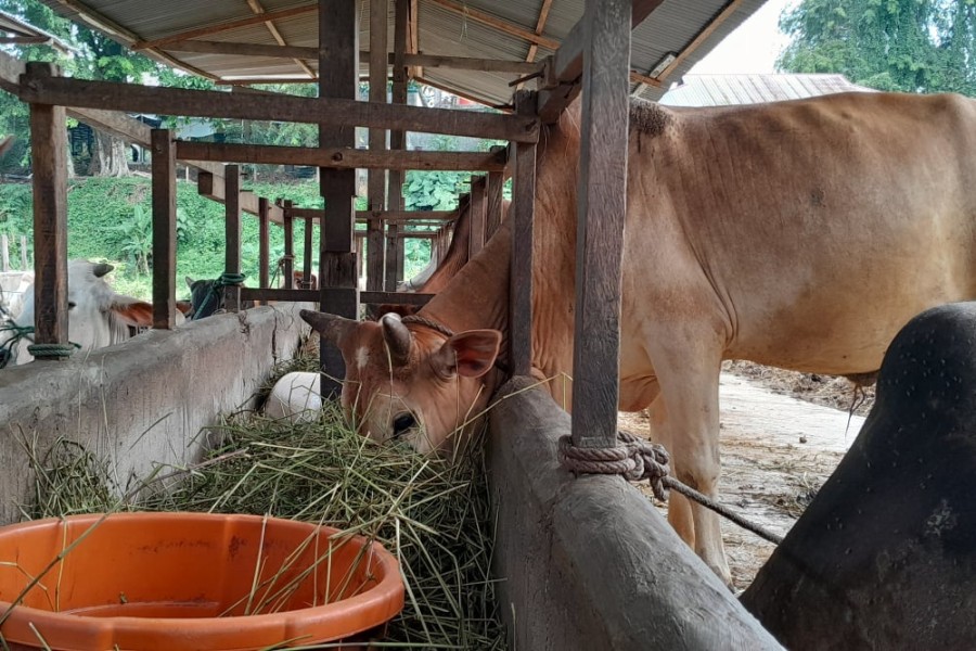 Presiden Prabowo Subianto Salurkan Bantuan Sapi Kurban untuk Warga Kabupaten Blora Jelang Idul Adha 1446 H
