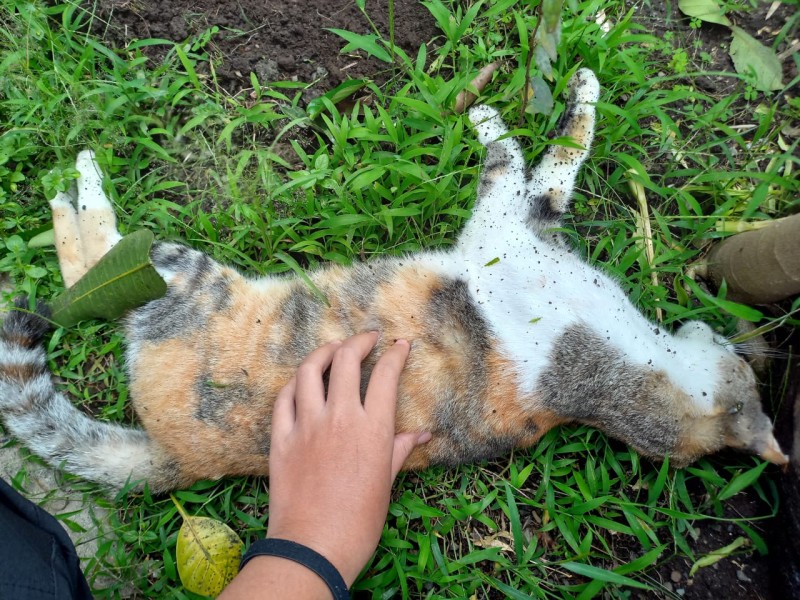 Laporan Tim Dokter ke Wali Kota Malang Turun Tangan Terkait Fenomena Misterius Kematian Kucing di Wilayahnya