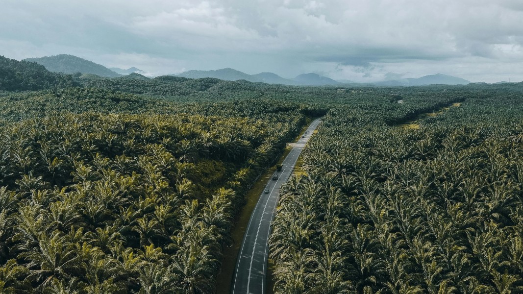 Dabeeo Terapkan Teknologi AI Canggih untuk Perkebunan Sawit Indonesia