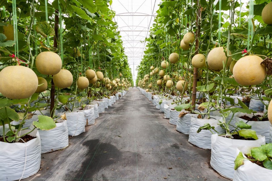 Petani Muda Malang Sukses Budidaya Melon Hidroponik