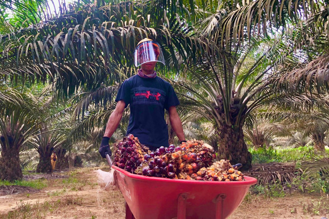 Fluktuasi Harga Komoditas: Minyak Mentah dan CPO Alami Penurunan, Batu Bara dan Nikel Tunjukkan Kenaikan