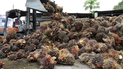 Harga CPO Tertekan Tiga Hari Beruntun, Pasar Tunggu Momentum Rebound di Akhir Pekan