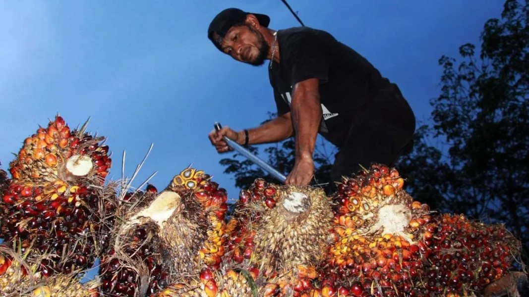 Harga CPO Sawit Menguat Didukung Sentimen Positif Pasar Global yang Berkelanjutan
