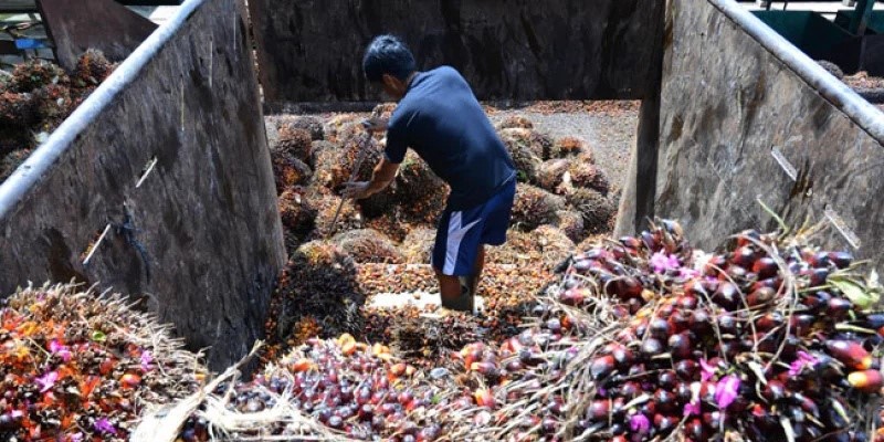 Update Harga Sawit Sumut Menguat pada Awal April 2026, Petani Diuntungkan