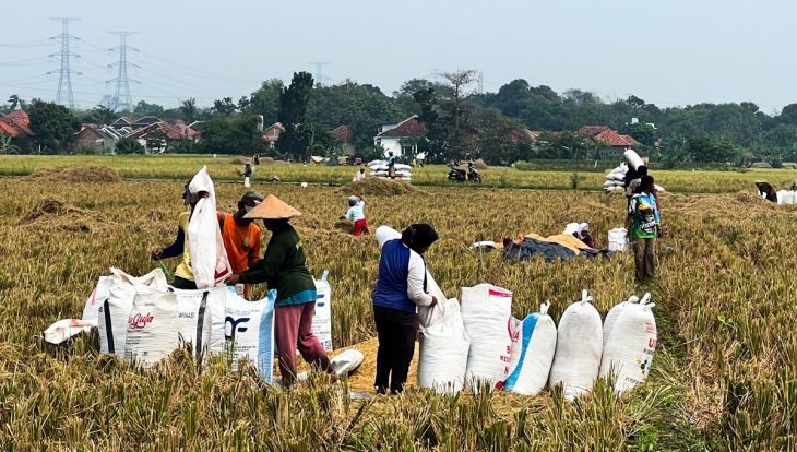 Harga Gabah Tinggi Dorong Petani Cirebon Tanam Lebih