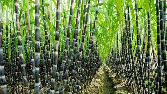 Petani Tebu Rembang Harap Stabilitas Harga Demi Masa Depan