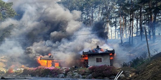 16 Orang Tewas Akibat Kebakaran Hutan di Korea Selatan, Ribuan Warga Terpaksa Mengungsi