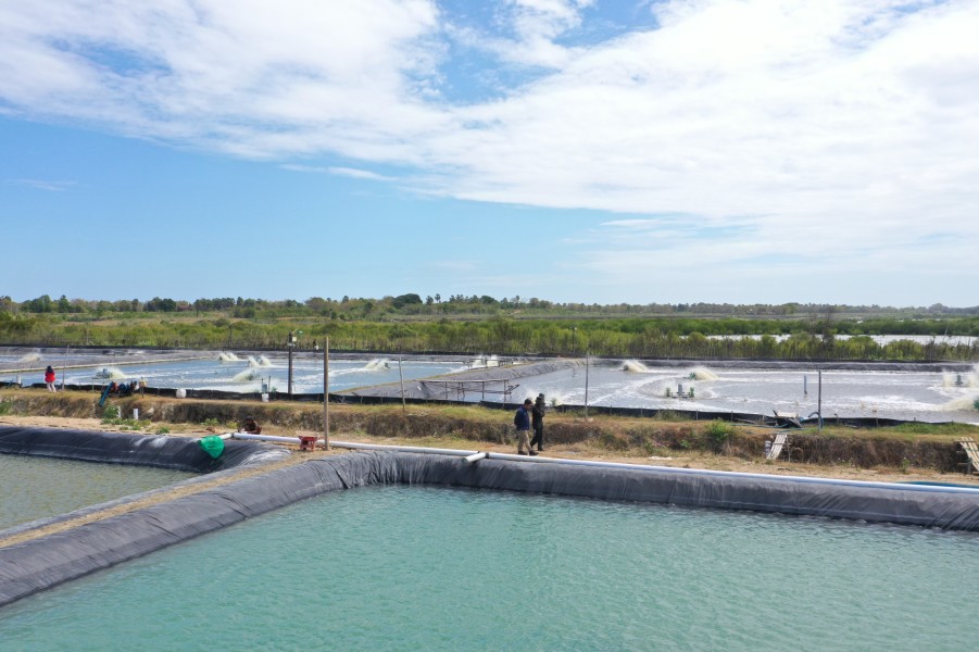 Layanan Listrik Hijau PLN Bantu Petani Tambak Udang di Sulsel Hemat Biaya Operasional dan Tembus Pasar Ekspor