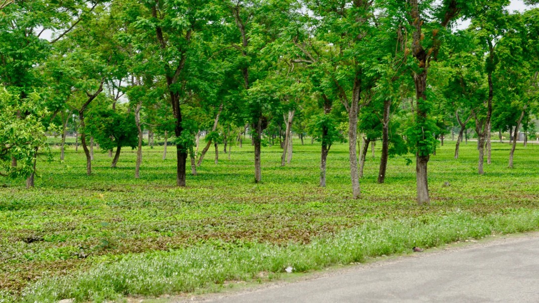 Agroforestry Perhutanan Sosial Jadi Strategi Swasembada Pangan Nasional