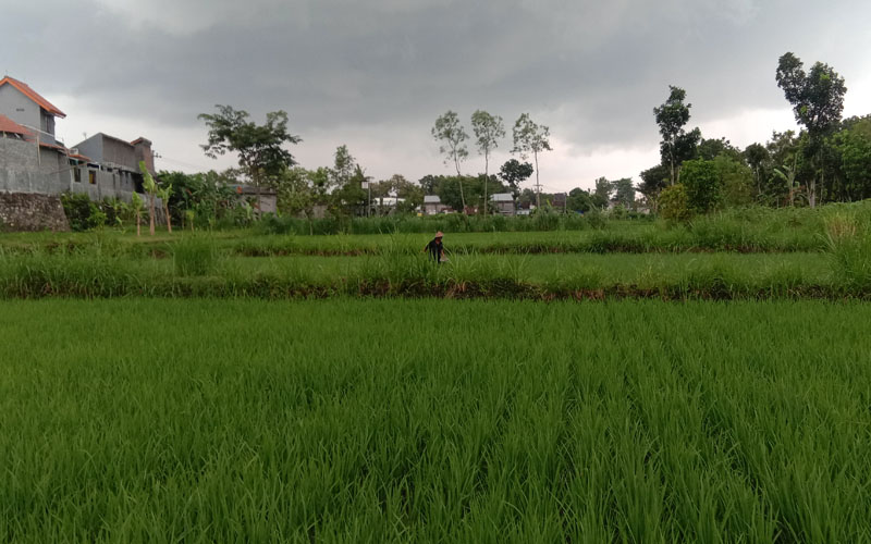 Hujan Datang, Petani Sukabumi Lega