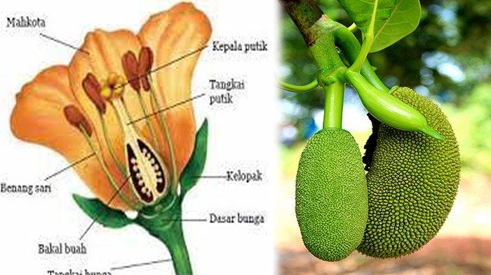 6 Fungsi Bakal Buah yang Penting Dipahami dan Strukturnya