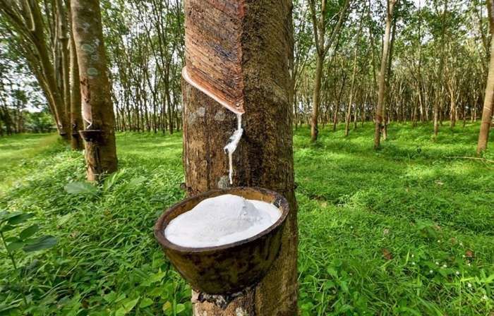 Petani Karet Bengkulu Keluhkan Harga Jual Anjlok