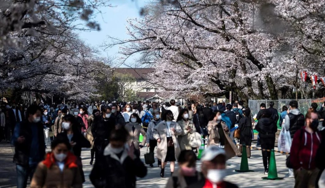 Fenomena Sakura Mekar di Musim Gugur Jepang Bikin Warga Takjub