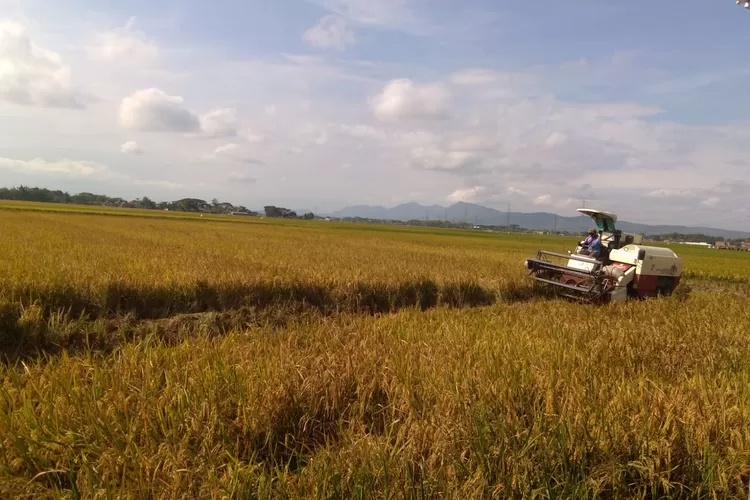 Petani Jombang Nikmati Harga Gabah Stabil di Akhir Panen