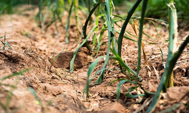 Strategi Petani Hadapi Kemarau Basah