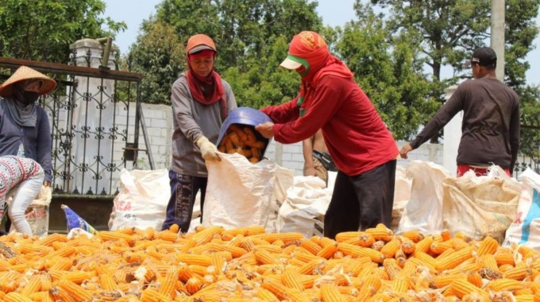 Dukung Petani Jagung, Pemerintah dan Bulog Kolaborasi Tingkatkan Serapan Panen 2025