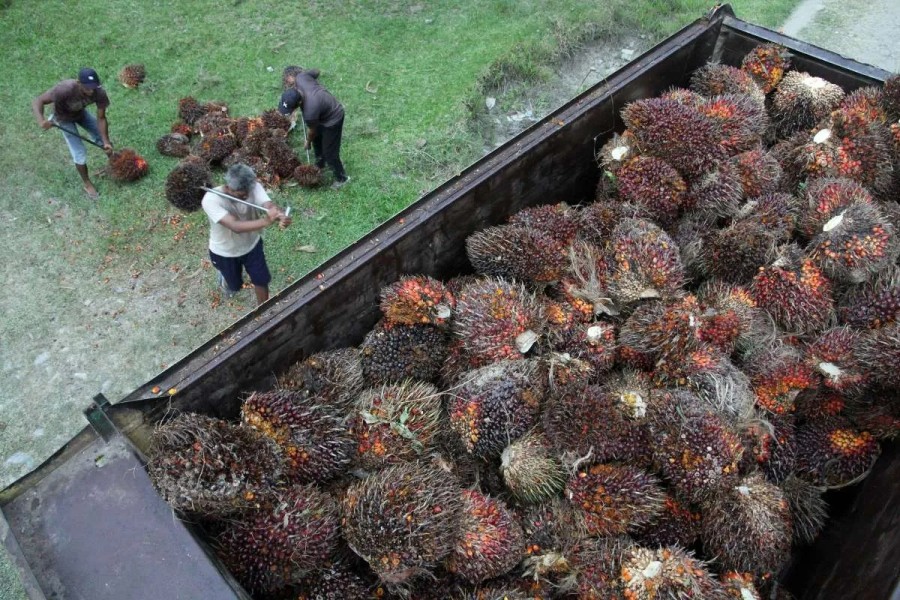 Harga CPO Terus Menguat Seiring Dukungan Tren Global yang Positif dan Stabil