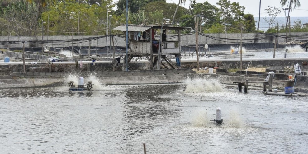 NTB Maksimalkan Potensi Perikanan Tangkap Demi Nilai Ekspor Tinggi