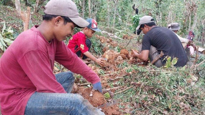 Petani Muda Sinjai Sapa Pabrik Porang