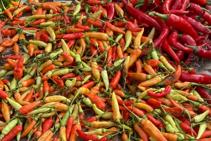 Update Lengkap Harga Sembako Jogja Hari Ini Februari 2026, Cabai Rawit dan Ayam Jadi Sorotan Warga