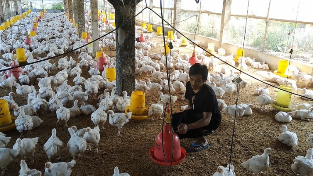 Harga Ayam Hidup Turun Usai Lebaran Peternak Tertekan Akibat Oversupply Pasar