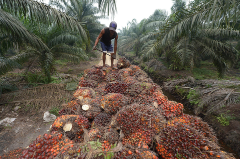 Berkat Sawit, Petani Perbatasan Mampu Biayai Pendidikan Anak
