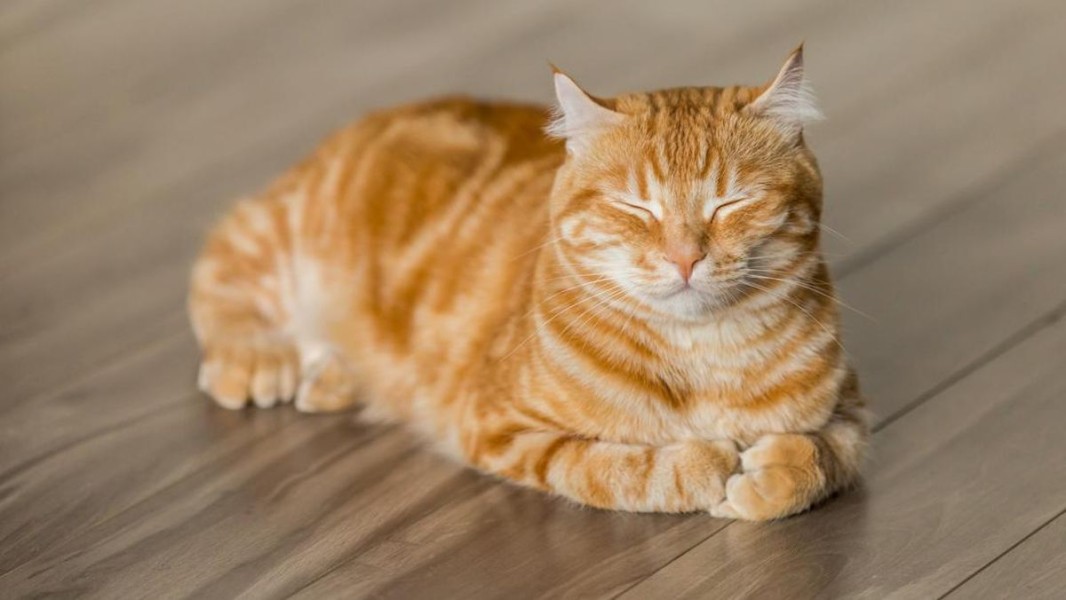 Kumpulan Kata Unik Tentang Kucing Oren dan Faktanya