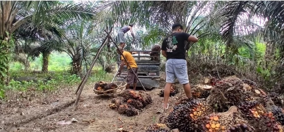 Harga Sawit Jambi Tembus Rp3.902 Per Kilogram Periode April Terbaru