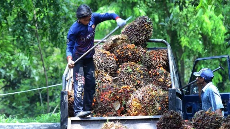 Harga TBS Sawit Swadaya Riau Periode 22-28 Oktober 2025 Harga TBS Sawit Swadaya Riau Periode 22-28 Oktober 2025