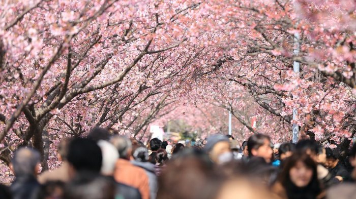 9 Destinasi Wisata Menarik untuk Menikmati Bunga Sakura di Luar Jepang
