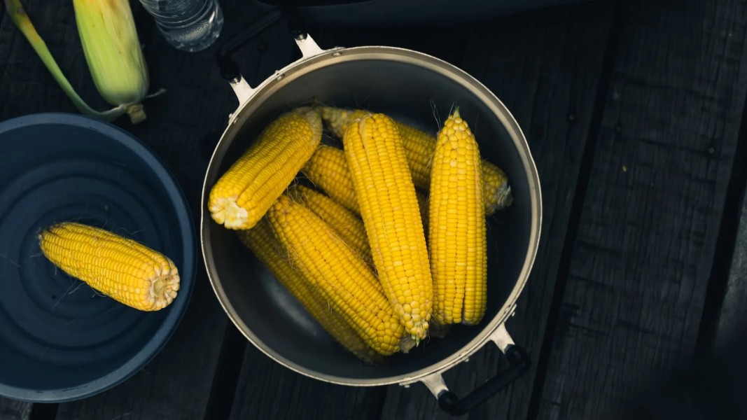 Jagung Rebus: Camilan Sederhana Kaya Nutrisi untuk Tubuh Sehat Maksimal