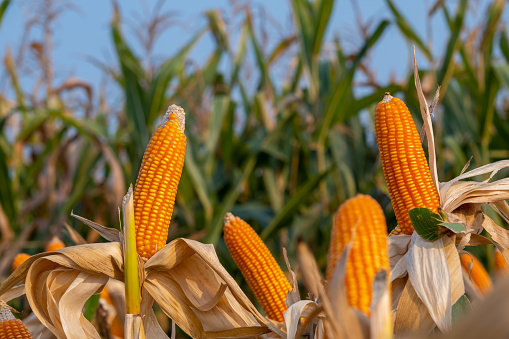 Petani Padangin Genjot Jagung Pakan, Bupati Tabalong Siapkan Sumur Bor