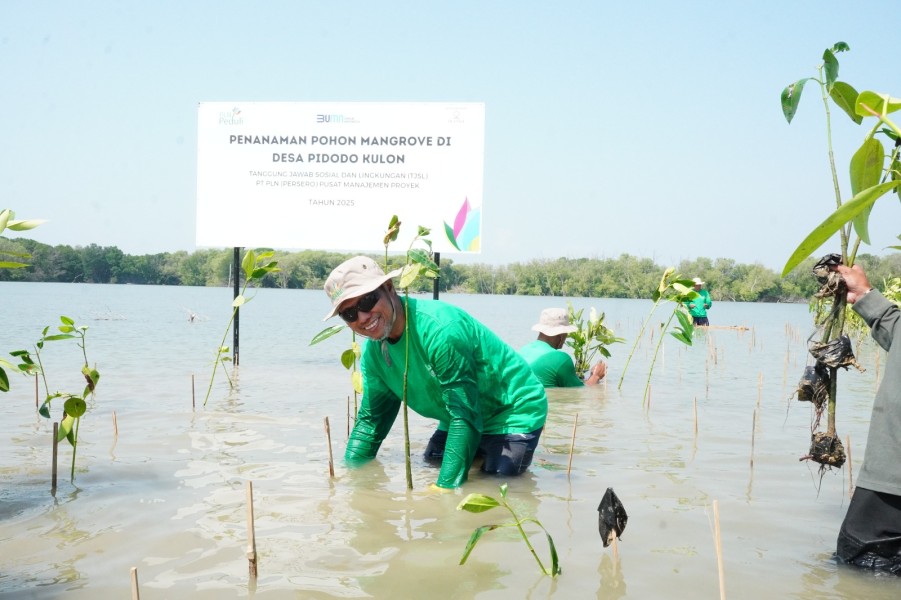 Aksi nyata PLN Pusmanpro pada Hari Lingkungan Hidup tanam mangrove untuk warisan alam generasi mendatang