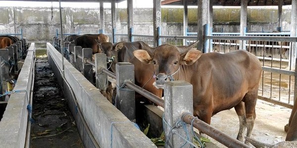 Presiden Prabowo Kirim 90 Sapi untuk Warga Bireuen Meugang