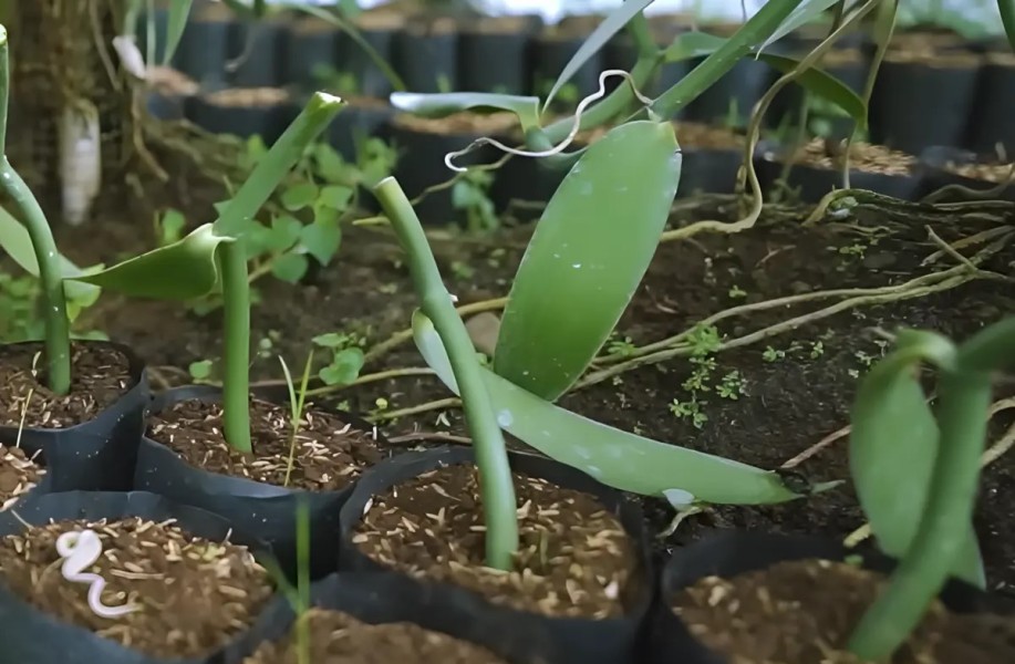 Simak 6 Panduan Praktis Budidaya Vanili dalam Pot agar Subur dan Berbuah di Rumah
