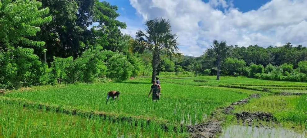 Babinsa Koramil 06 Karera Turun Tangan: Dorong Petani Tingkatkan Produksi Padi di Sumba Timur
