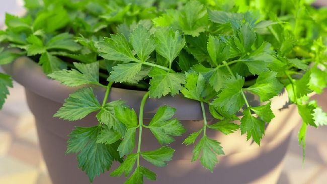 Cara Menanam dan Menumbuhkan Seledri untuk Panen Setiap Hari