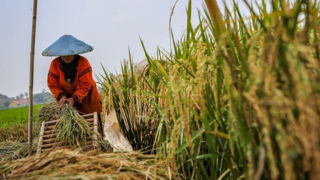 Bulog Didorong Serap Gabah Petani, Harga Stabil dan Petani Sejahtera