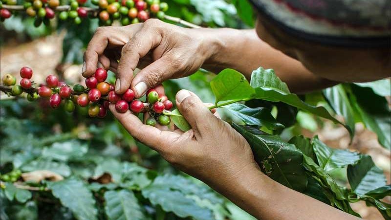 Jember Dorong Industrialisasi dengan Maksimalkan Potensi Nilai Kopi Lokal Berkualitas