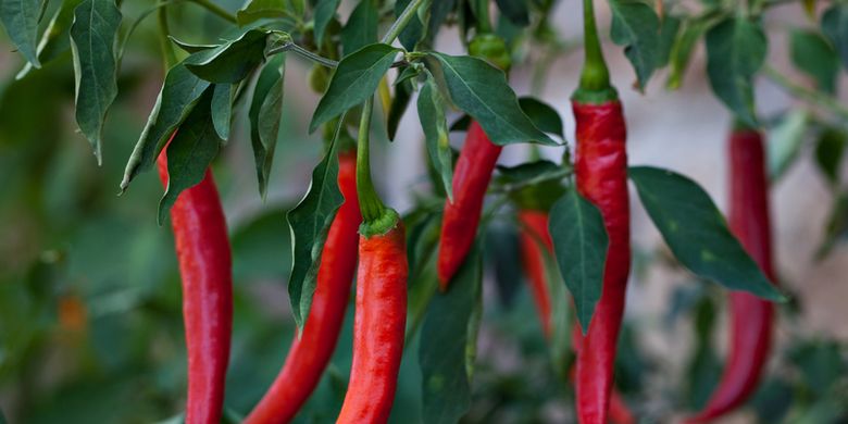 Perawatan Bunga Cabai Agar Tetap Sehat Saat Musim Hujan