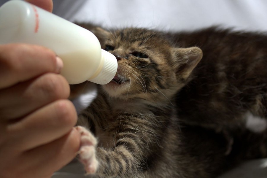 Rekomendasi Susu untuk Bayi Kucing dan Cara Memilihnya